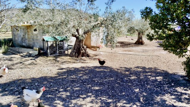 43.Kippenren met kippen